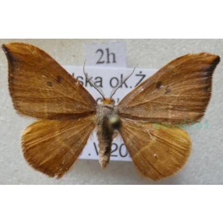 Watsonalla binaria (Hufnagel, 1767) male Wycinka dwojaczka Poland2h